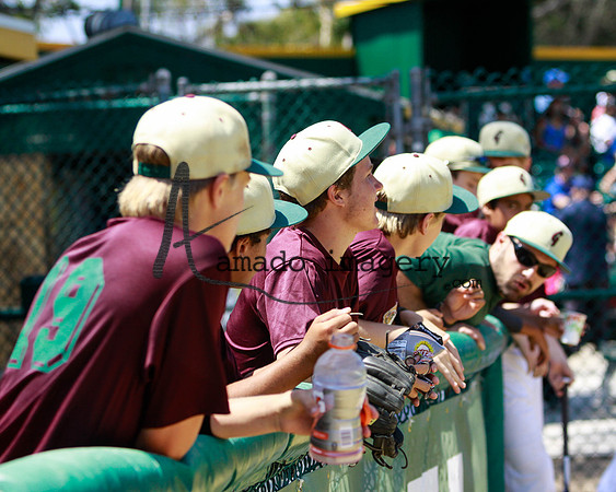 SandGnats3-4